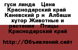 гуси линда › Цена ­ 170 - Краснодарский край, Каневский р-н, Албаши хутор Животные и растения » Птицы   . Краснодарский край